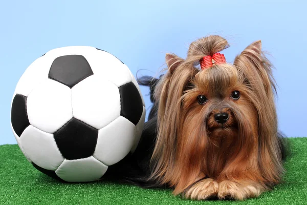 Beautiful yorkshire terrier with football on grass on colorful background Royalty Free Stock Images