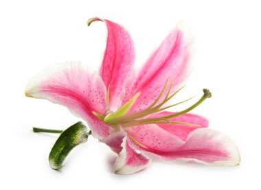 Güzel pembe zambak, beyaz üzerine izole edilmiş.