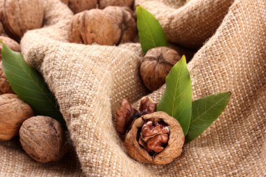 çuval bezi zemin üzerine yeşil yaprakları ile ceviz