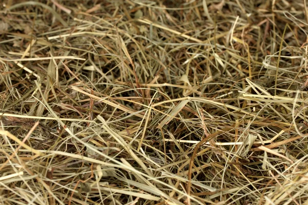 ゴールデン干し草テクスチャ背景のクローズ アップ — ストック写真