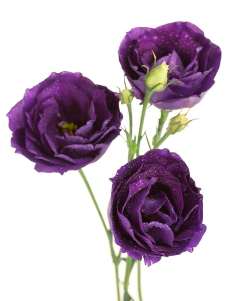 Purple eustoma on white background — Stockfoto