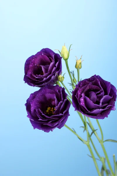 Paarse eustoma op blauwe achtergrond — Stockfoto