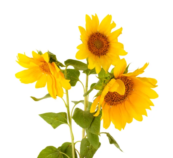 Beautiful sunflowers, isolated on white — Stock Photo, Image