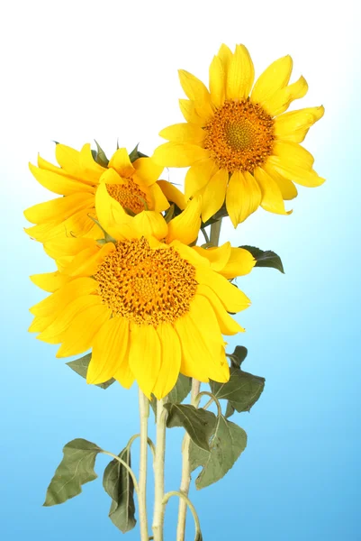 Beautiful sunflowers, on blue background — Stock Photo, Image