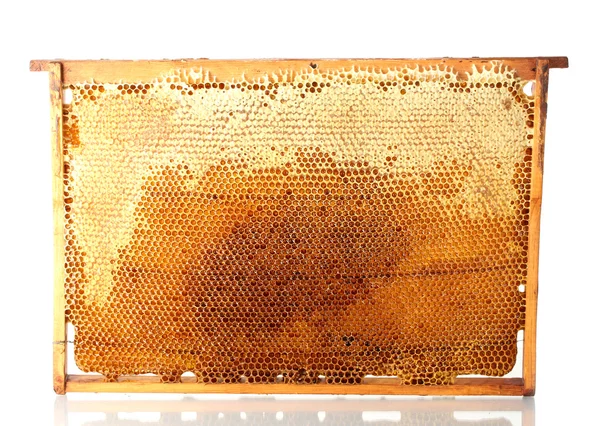 Yellow beautiful honeycomb frame with honey, isolated on white — Stock Photo, Image