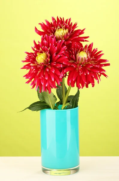 Beautiful red dahlias in vase on green background close-up — Stock Photo, Image