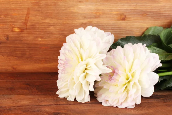 Beautiful white dahlias on wooden background close-up — Stock Photo, Image