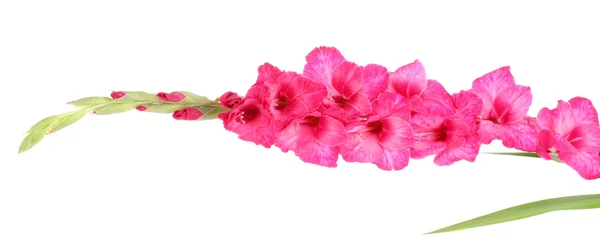 Mooie roze gladiolen, geïsoleerd op wit — Stockfoto