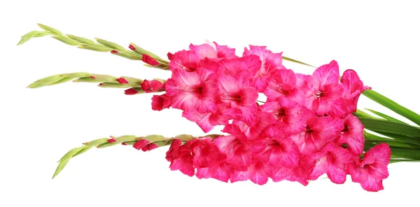 Schöner Strauß rosa Gladiolen, isoliert auf weiß — Stockfoto