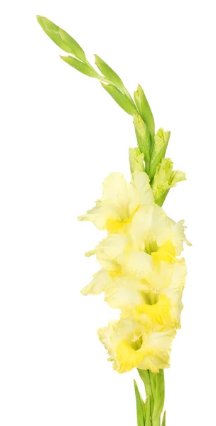 Ramo de gladiolus amarelo no fundo branco close-up — Fotografia de Stock