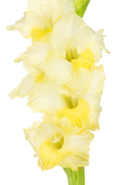 Branch of yellow gladiolus on white background close-up — Stock Photo, Image