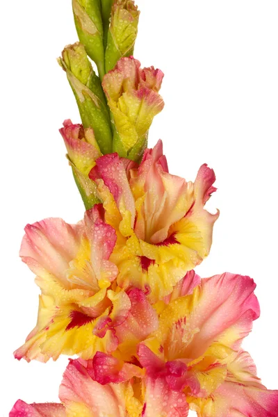 Zweig des gelb-rosa Gladiols auf weißem Hintergrund Nahaufnahme — Stockfoto