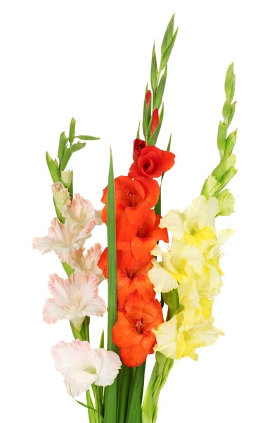 Ramo de hermosos gladiolos de colores sobre fondo blanco de cerca —  Fotos de Stock