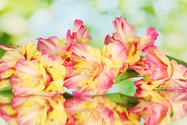 Gren av gul-rosa gladiolus på grön bakgrund närbild关于绿色背景特写黄色粉红色唐菖蒲的分支 — Stockfoto