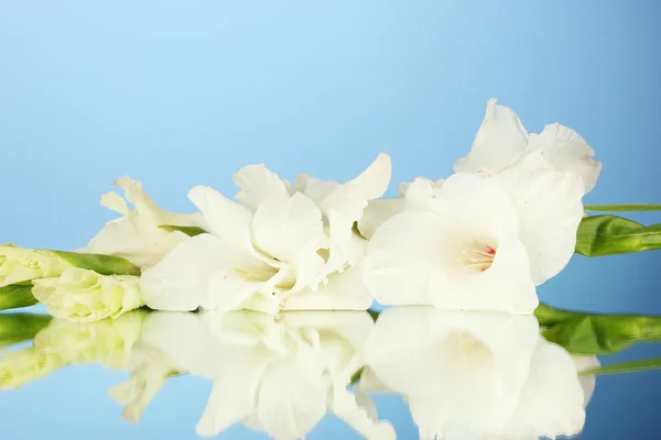 Gren av vita gladiolus på blå bakgrund närbild — Stockfoto