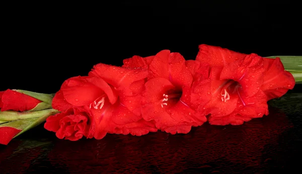 Ramo de gladiolus vermelho no fundo preto close-up — Fotografia de Stock