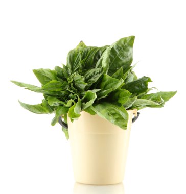 beyaz izole saksının içinde yeşil taze fesleğen