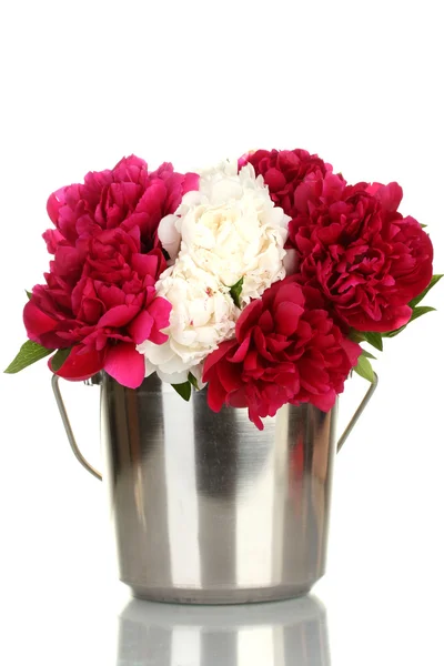 Beautiful pink and white peonies in bucket isolated on white — Stock Photo, Image