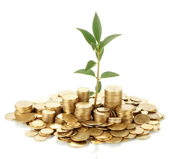 Plant growing out of gold coins isolated on white — Stock Photo, Image