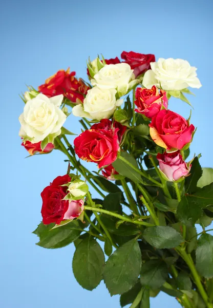 Bouquet of beautiful roses on blue background close-up — Stock Photo, Image