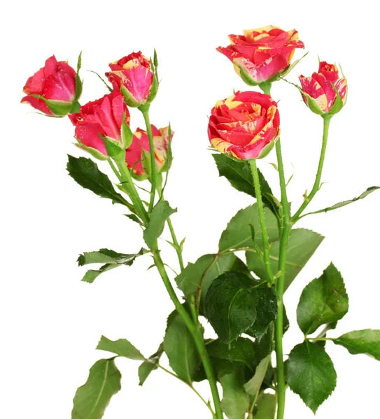 Schöne rot-gelbe Rosen auf weißem Hintergrund in Nahaufnahme — Stockfoto