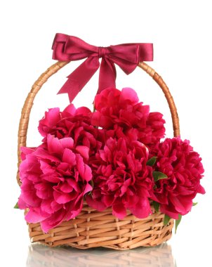 Sepette Beyaz izole yay ile güzel pembe peonies