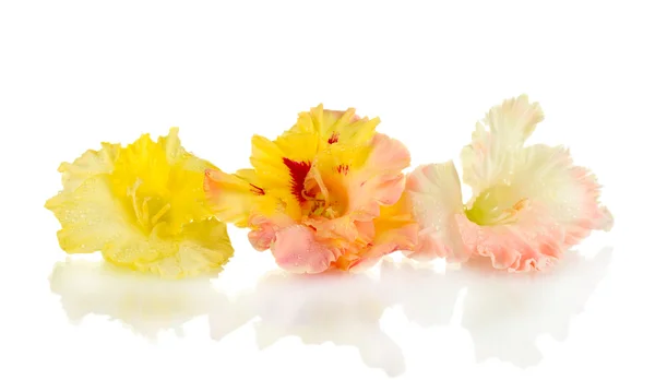 Beautiful buds of colorful gladiolus isolated on white close-up — Stock Photo, Image