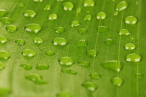 Beautiful green leaf with drops of water close-up — Stock Photo, Image