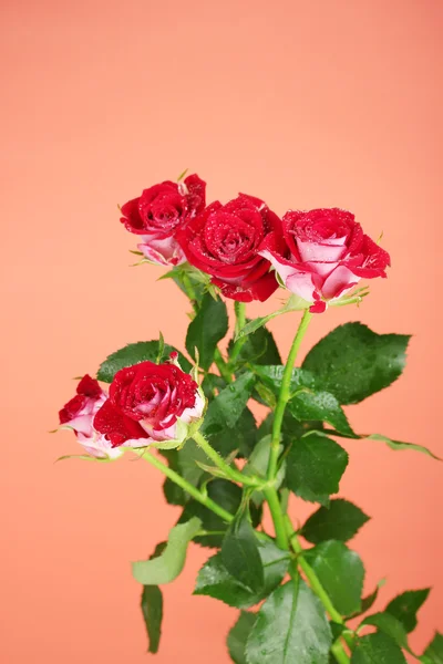 Beautiful vinous roses on red background close-up — Stock Photo, Image