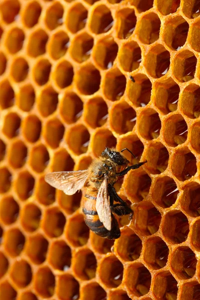 黄色の美しいハニカム蜂蜜と蜂、背景 — ストック写真