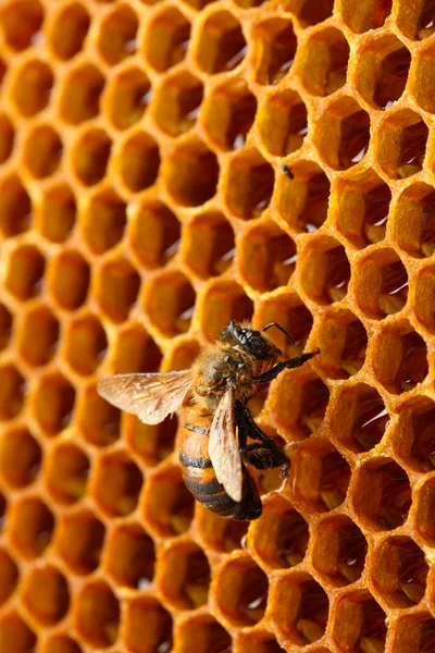 Amarillo hermoso panal con miel y abeja, fondo —  Fotos de Stock