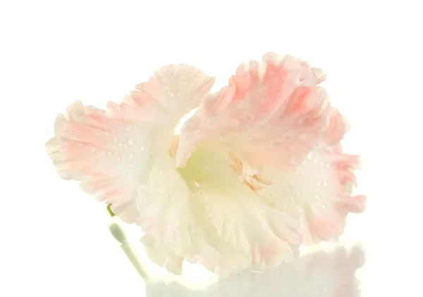 Beautiful bud of pale pink gladiolus isolated on white close-up — Stock Photo, Image