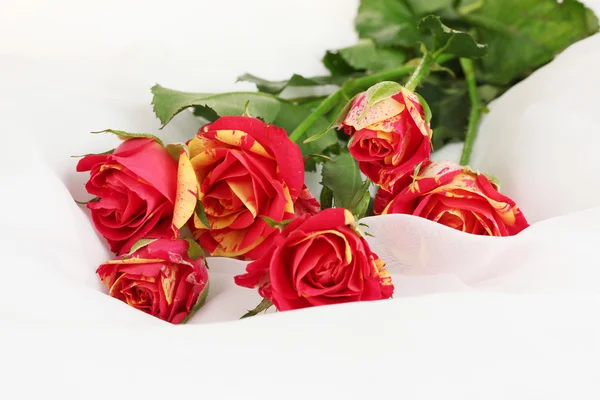 Beautiful red-yellow roses on white chiffon close-up — Stock Photo, Image