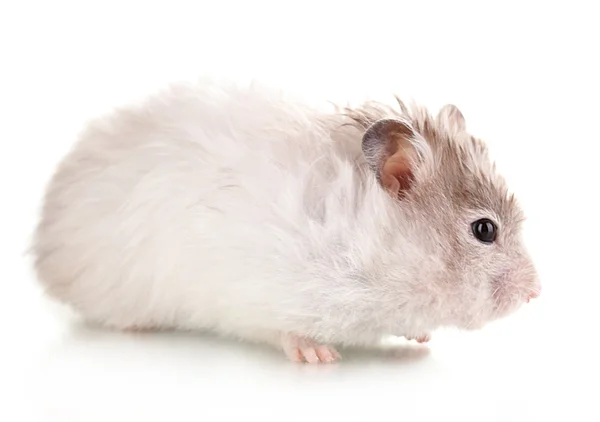 Söt hamster isolerade vit — Stockfoto