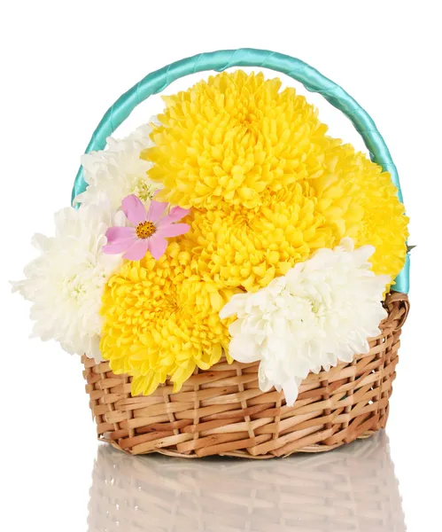 美丽的菊花在篮子上白色隔离 — 图库照片