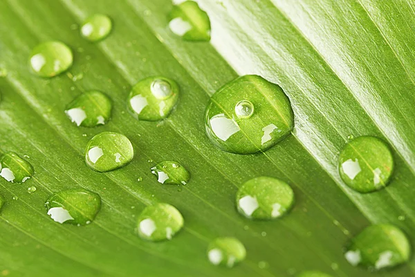 Bella foglia verde con gocce d'acqua primo piano — Foto Stock