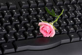 růžová růže na klávesnici close-up internetové komunikace