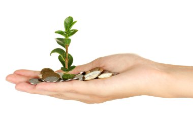 kadın eli beyaz arka plan yakın çekim bir para ağacı tutuyorsun