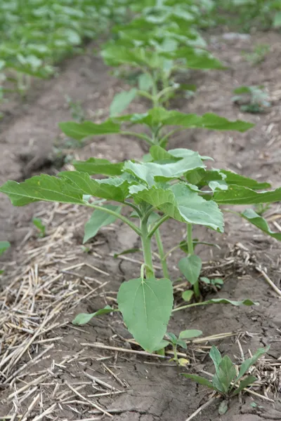 Sunflowers growing out of soil in field — Stock Photo, Image