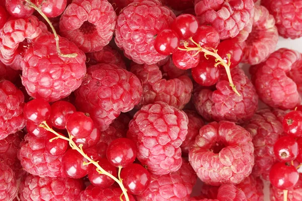Ripe berries, close up — Stok fotoğraf