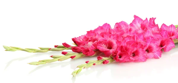 Mooi boeket van roze gladioluses, geïsoleerd op wit — Stockfoto
