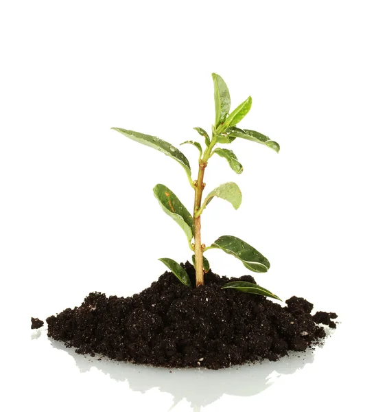 Planta em crescimento em terra isolada sobre fundo branco — Fotografia de Stock