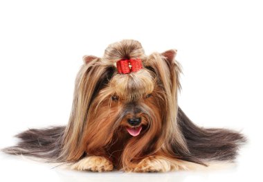 güzel yorkshire terrier üzerinde beyaz izole