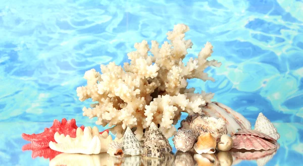 Corallo marino con conchiglie sullo sfondo dell'acqua primo piano — Foto Stock