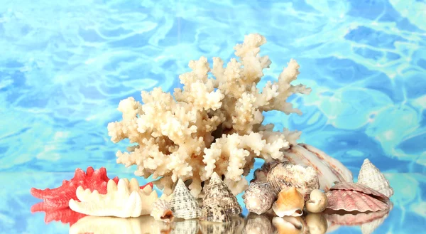 Coral marino con conchas sobre fondo de agua de cerca — Foto de Stock