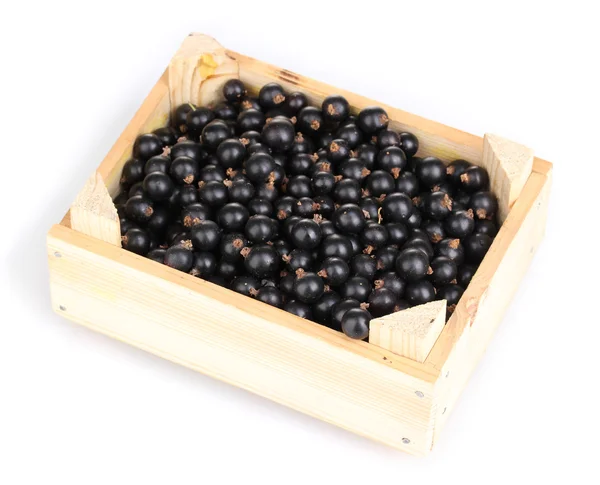 Black currant in crate isolated on white — Stock Photo, Image