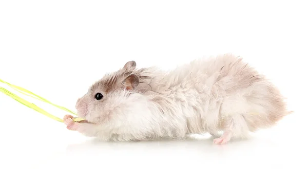 Cute hamster and rope isolated white — Stock Photo, Image