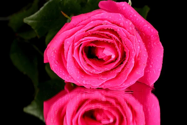 Rosa bonita rosa no fundo preto close-up — Fotografia de Stock