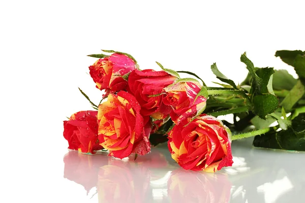 Beautiful red-yellow roses on white background close-up — Stock Photo, Image