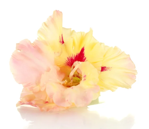 Belo botão de gladíolo amarelo-rosa isolado em close-up branco — Fotografia de Stock